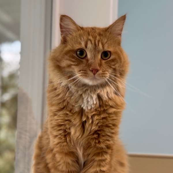 A cute orange cat is available for adoption at Prince Albert SPCA